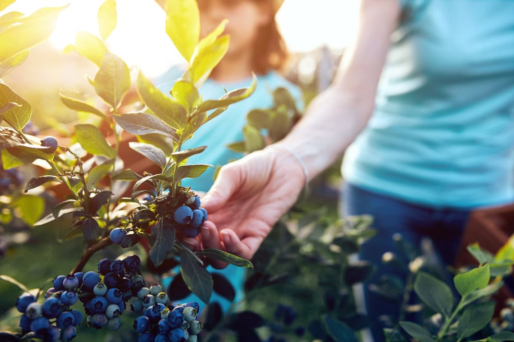 sharing harvest by helping pick berries